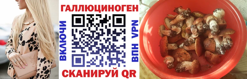 Купить где  Кяхта  Псилоцибиновые грибы мицелий 
